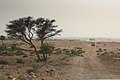 Desert Scrubland.jpg