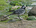White Wagtail RWD.jpg