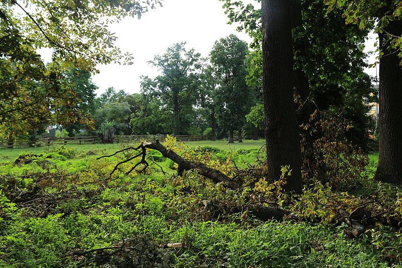 File:!-20130804-debowa-leka-park-huragan-abri.jpg
