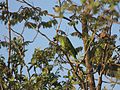 Amazona aestiva Pantanal.jpg