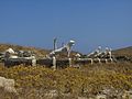 Delos 3029.jpg