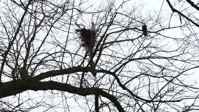 File:Saatkrähen Jever Schlosspark.webm