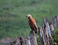 Busarellus nigricollis Pantanal.jpg