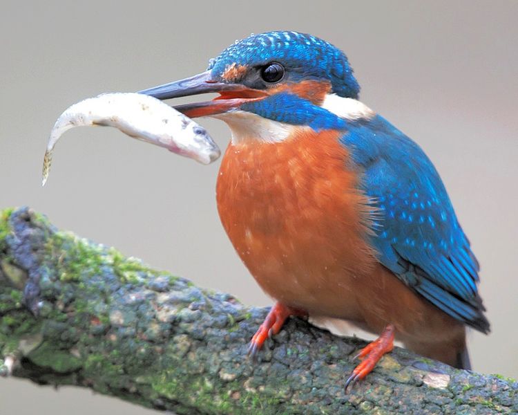 File:Eisvogel mit Beute.jpg