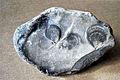 Mimachlamys cretosa fossile.1.jpg