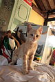 " 12 - ITALY - Cat ( Kitten ) 06.JPG