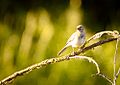 White wagtail (19926221660).jpg