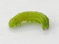 002 Caterpillar.jpg