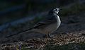 Motacilla alba. 1.jpg