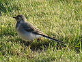 White Wagtail-Mindaugas Urbonas-6.jpg