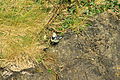 White wagtail (8016141563).jpg