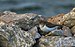 Calidris minutilla, Sète (01).jpg