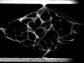 File:3D-microtumors-in-vitro-supported-by-perfused-vascular-networks-srep31589-s2.ogv