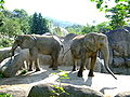 African Elephants in Taipei Zoo 11-12-2007.JPG
