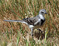 Cape Wagtail RWD.jpg