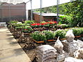 Associação de Floricultores da Rota Romântica 004.JPG