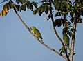 Amazona Pantanal.jpg