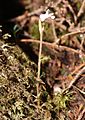 Myrmechis japonica.JPG