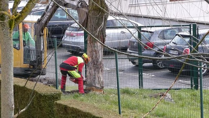 File:Felling a tree.webm