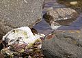 2016.07.18.-57-Strande--Bachstelze.jpg