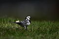 Motacilla alba(Gollibolli)1.JPG