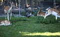 Aggressive duck-IMG 5517.JPG