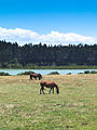 01 Horse-2142.jpg