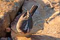 Cape Wagtail (Turned Head).jpg