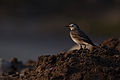 Wagtail (16149983971).jpg