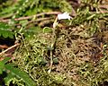 Myrmechis japonica (Mount Kisokoma).JPG