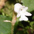 Myrmechis japonica (flower s2).JPG