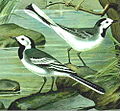 White wagtail.jpg