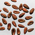 Berberis thunbergii seeds.jpg