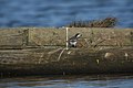 Motacilla alba (32950304934).jpg