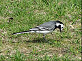 Motacilla alba in Hessen 03.jpg
