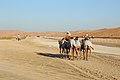 Camels in Liwa.jpg