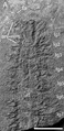 Pambdelurion fossil.tif