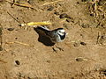 White Wagtail 02.jpg