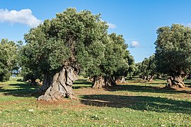 Ostuni olive grove SS379-3339.jpg