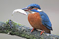 Thumbnail for version as of 16:01, 27 April 2012