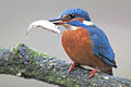 Thumbnail for version as of 10:50, 28 April 2012