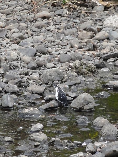 File:ハクセキレイ(白鶺鴒)(Motacilla alba lugens)-01 (7112251257).jpg