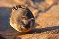 Cape Wagtail.jpg