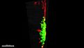File:3D-microtumors-in-vitro-supported-by-perfused-vascular-networks-srep31589-s3.ogv