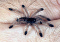 Avicularia-geroldi-sling.jpg