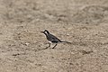Motacilla alba (34999732353).jpg