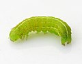 003 Caterpilar.jpg