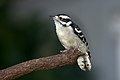 Downy woodpecker double flash (14291008164).jpg