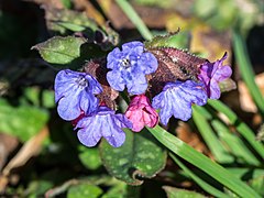 Pulmonaria officinalis 20180402.jpg