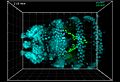 File:5D-imaging-via-light-sheet-microscopy-reveals-cell-dynamics-during-the-eye-antenna-disc-primordium-srep44945-s5.ogv